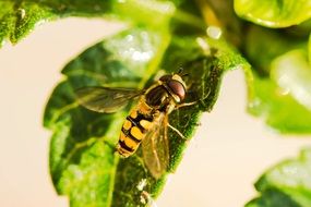 Black and yellow large fly sitting on a leaf