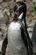 penguin in the park close up, germany, bird park walsrode