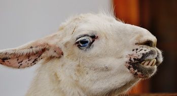 White Llama head close up