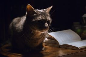 magnificently beautiful Cat Animal