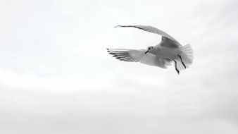 white seagull in flight close up