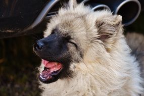 dog with white fur yawns