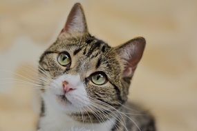 portrait of domestic cat looks up