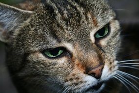 closeup photo of tiger cat with half-closed green eyes
