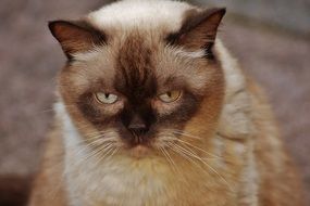 British Shorthair looks wistfully into the distance