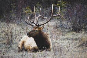 horned deer in the wild