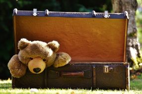 teddy bear in vintage suitcase