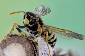 striped insect close up