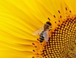 bee collecting pollen in the garden