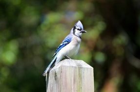 Jay bird with a beautiful blue plumage