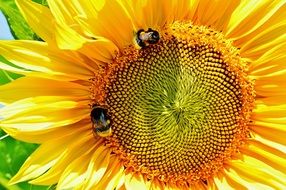 insects collect nectar
