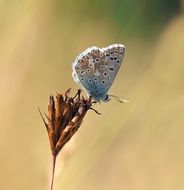 Silver butterfly on dry flower