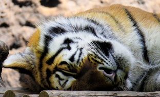 sleeping cute tiger