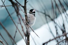 small songbird on a thin branch