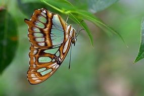 Malachite Butterfly ,Butterflies,insect,beautiful