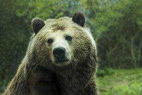 big grizzly bear lives in the forest