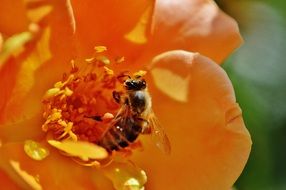 bee pollinating an orange flower close-up on blurred background