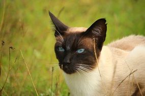 Siamese cat in the grass
