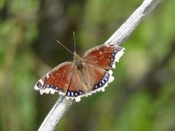 tattered butterfly