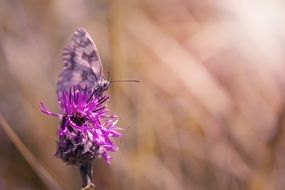 purple butterfly sits on a purple flower in nature