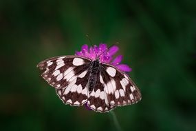 closeup picture of chess board butterfly on the spring purple flower