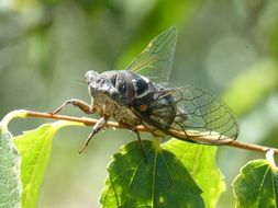 Cicada close-up detail