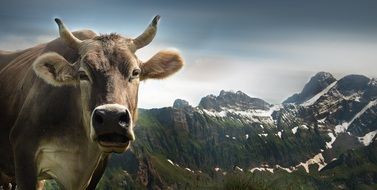 Cow and Swiss Alps