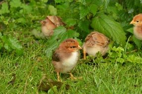 Small cute chicks