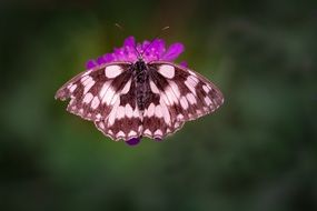 marbled white butterfly on the flower