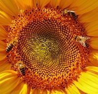 bees on the sun flower