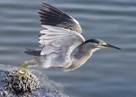 flight of herons over the lake