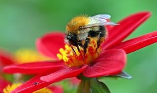 bumblebee collecting nectar on dahlia flower