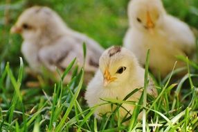 cute chickens on green grass