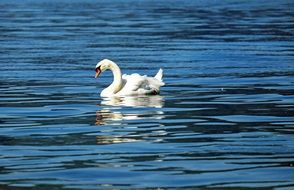 Swan swimming on lake
