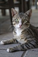Kitty on a ground