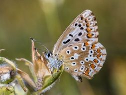 Macro photo of the beautiful colorful butterfly