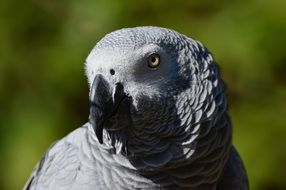 portrait of african gray parrot