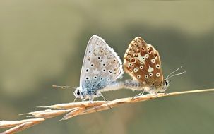 pairing of silver and brown butterflies