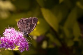 ringlet butterfly on the flower