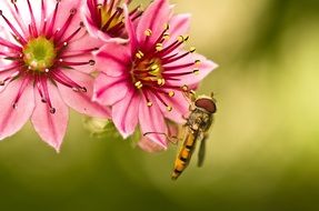 hoverfly sits on a pink flower