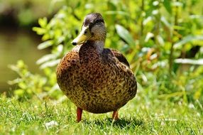 wild duck on land