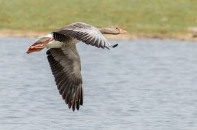 greylag goose flying above Lake