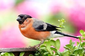 Bullfinch bird