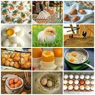 a collage of photos of egg dishes and photos of chickens
