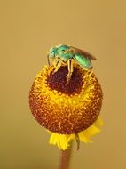 insect on yellow spherical flower close up