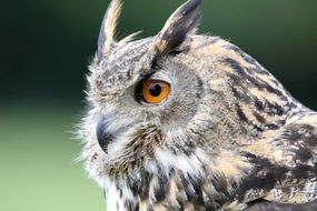 photo of a Eurasian owl