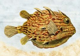 clipart of the exotic fish