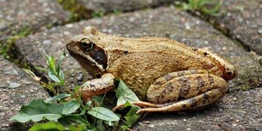 frog on the pavement