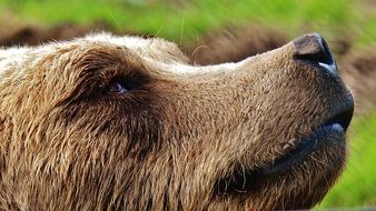 profile portrait of an european brown bear