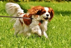 cavalier king charles spaniel running on the meadow